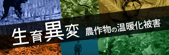 生育異変　農作物の温暖化被害