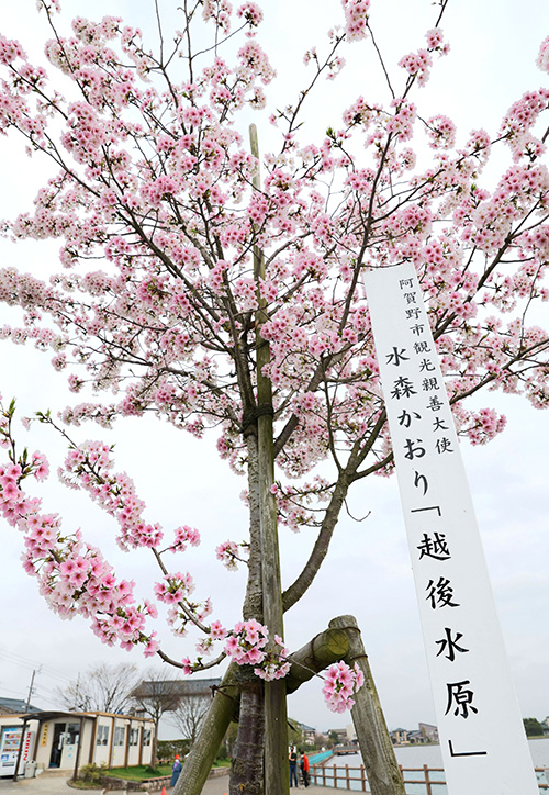 瓢湖の湖畔で花を咲かせる、水森さんが植樹した「結桜」=阿賀野市水原