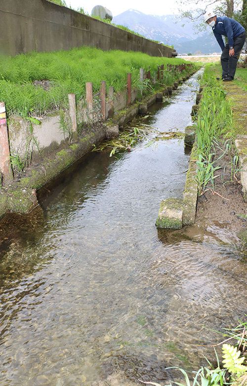 イバラトミヨ(通称トゲソ)が生息する水路=五泉市土堀