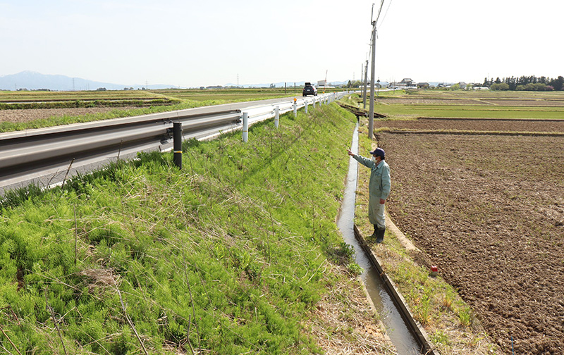 道路を挟んで3メートルほど高さの違う田んぼ＝阿賀野市七島