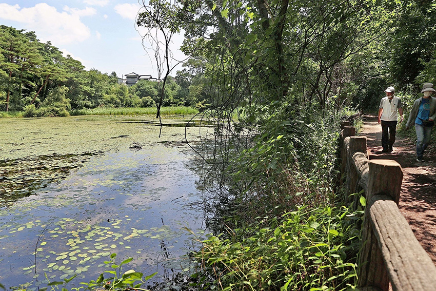 自然との触れ合いを求めて住民らが訪れるじゅんさい池＝新潟市東区