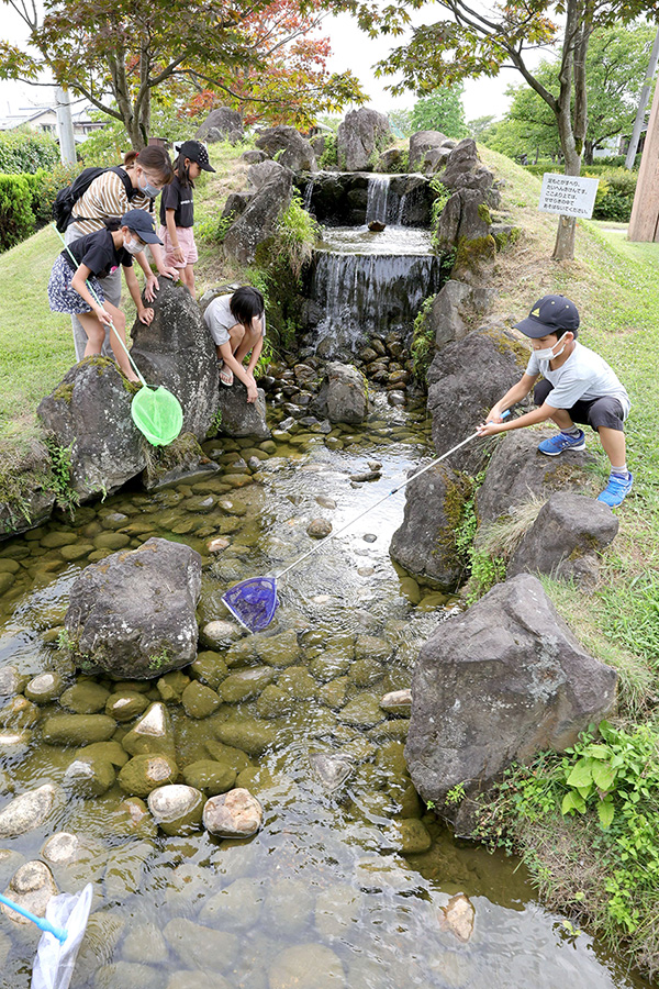せせらぎをのぞき込み、メダカやザリガニを探す子どもたち=新潟市南区