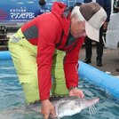 信濃川で捕獲されたチョウザメ＝３１日、新潟市江南区の信濃川漁協