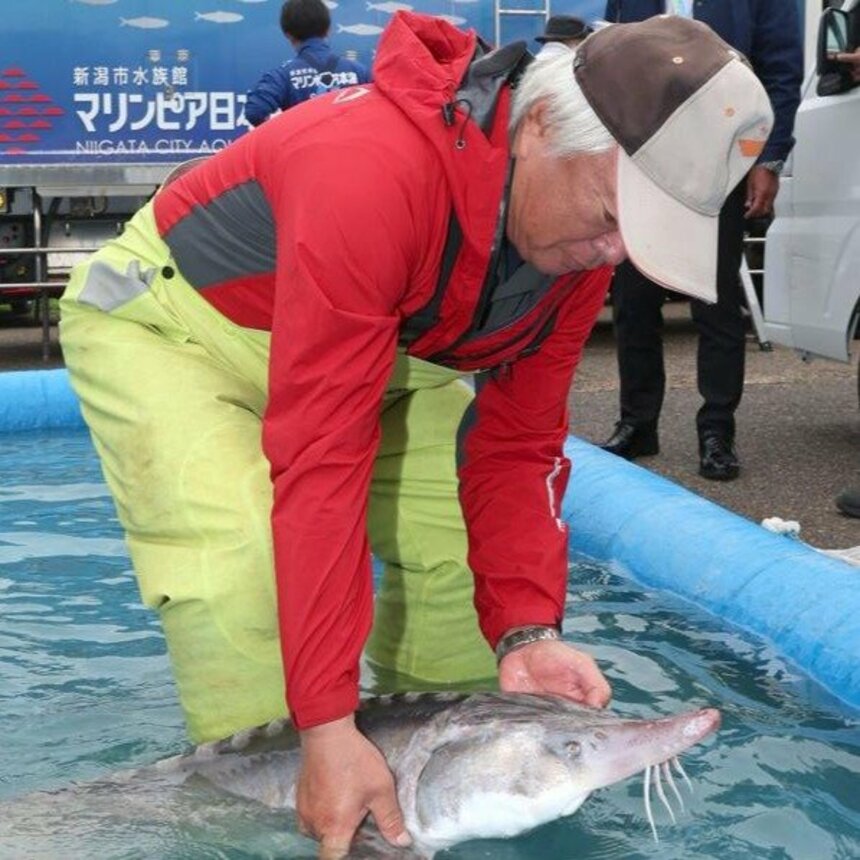 信濃川で捕獲されたチョウザメ＝３１日、新潟市江南区の信濃川漁協