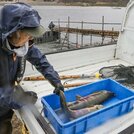 
記録的な不漁になっている三面川の鮭漁。例年は最盛期となる時期だが、３日に取れたのは６匹だった＝村上市
