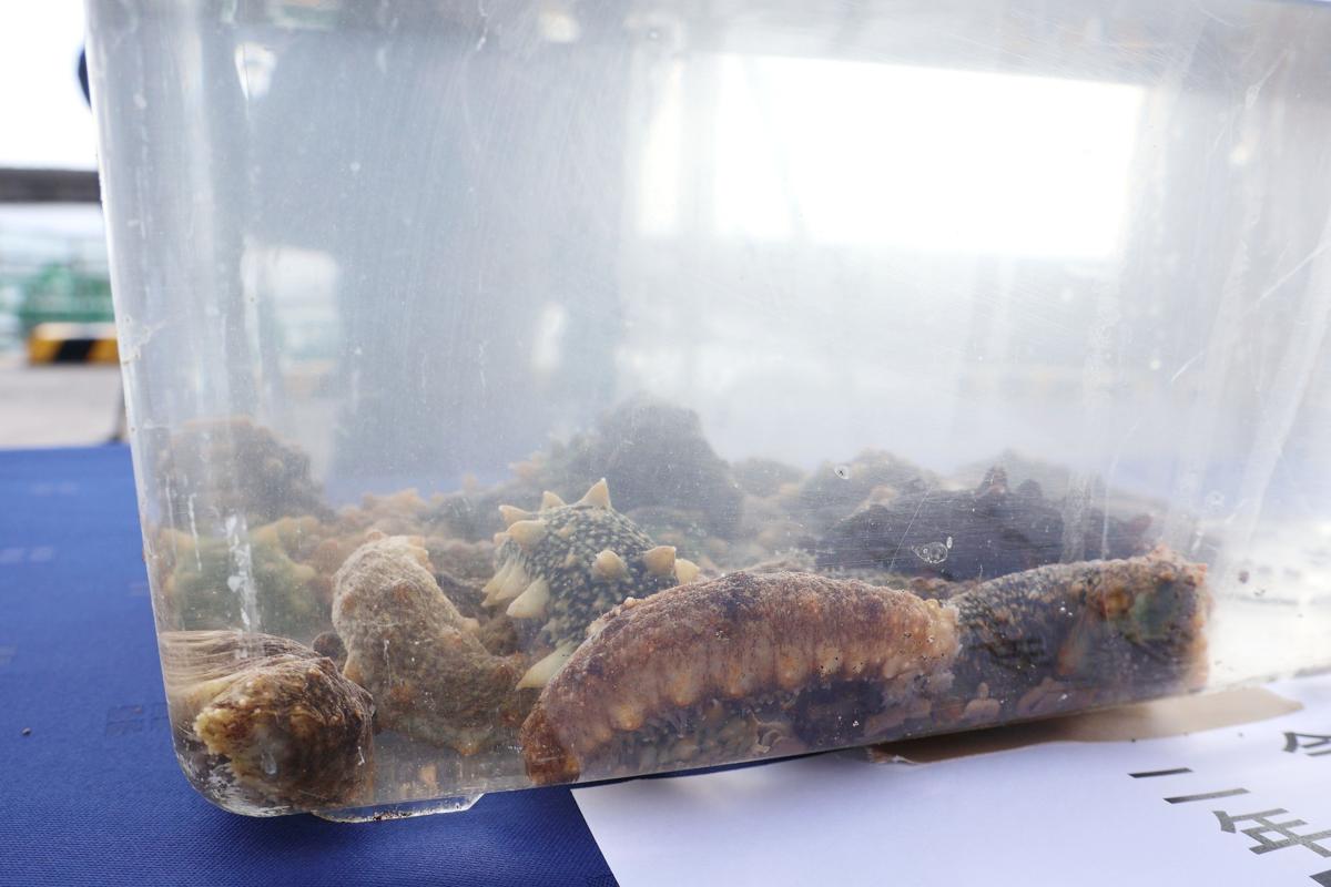 放流されたものと同じサイズのナマコ＝佐渡市岩首