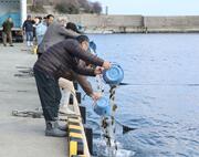 ナマコの種苗を放流する参加者＝佐渡市岩首