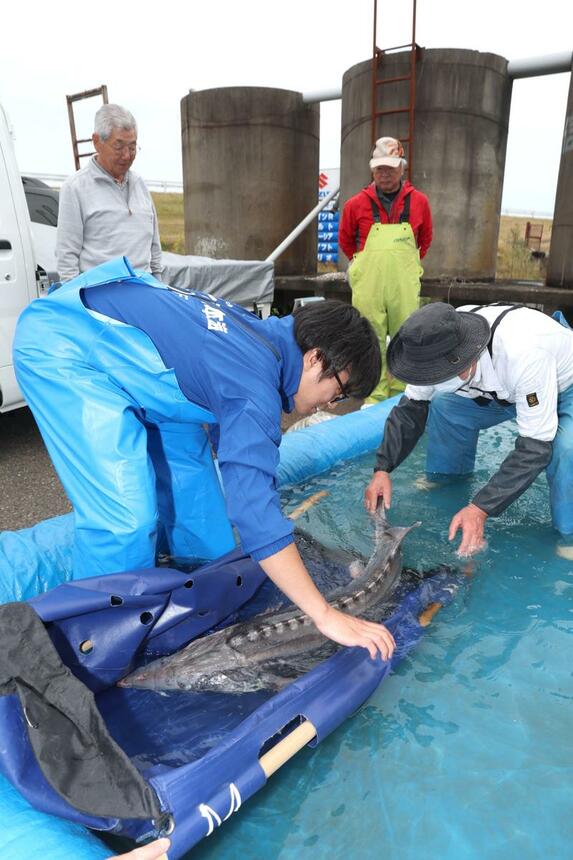 信濃川で捕獲されたチョウザメ＝３１日、新潟市江南区の信濃川漁協