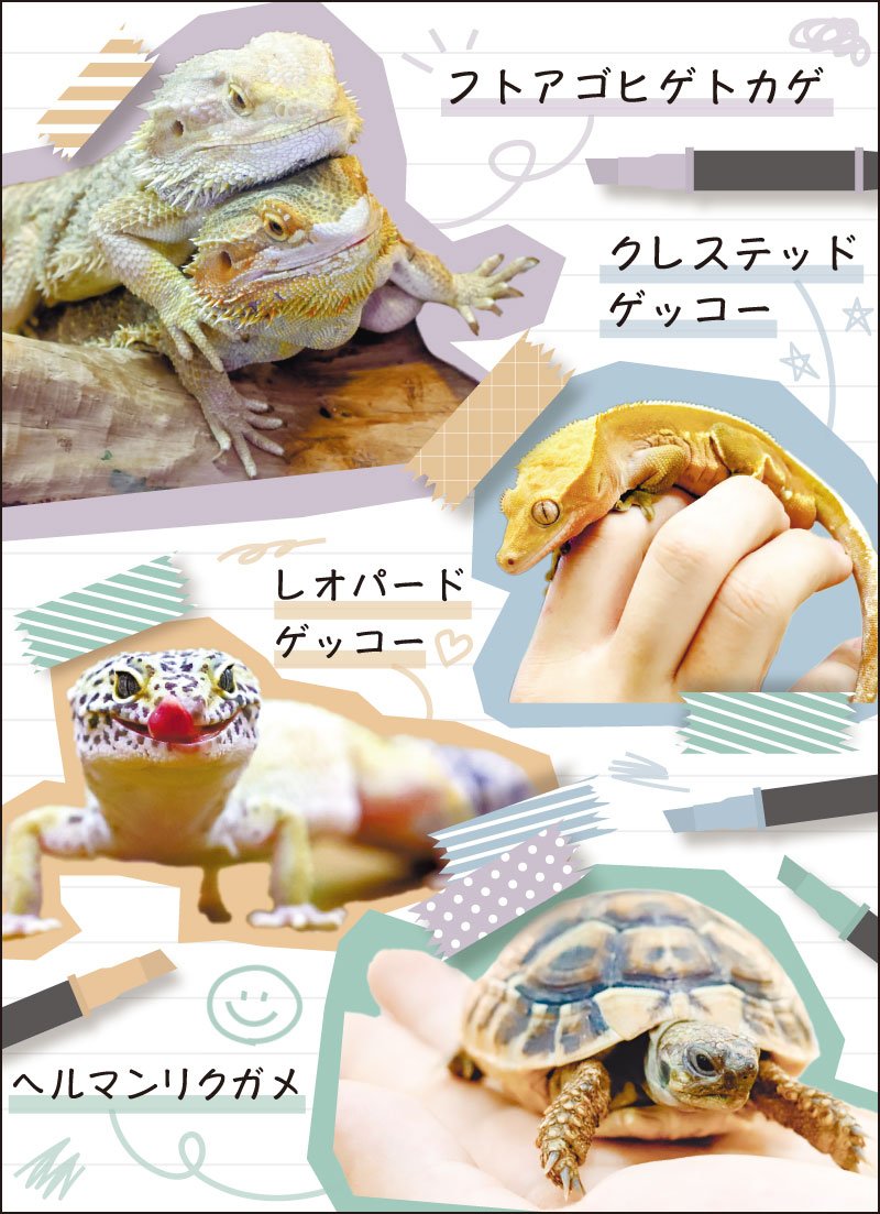 かわいい 爬虫類に夢中 新潟日報デジタルプラス