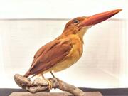 
アカショウビンの剝製
