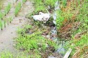 
イノシシに荒らされた水路
