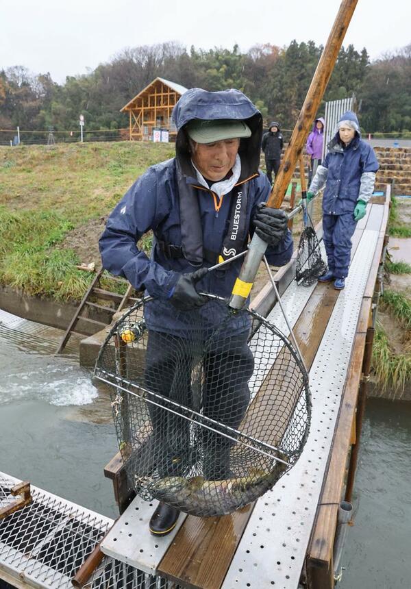 川に仕掛けを設け、鮭を落としかごへ誘導する三面川のウライ漁。今年は深刻な不漁に直面している＝３日、村上市