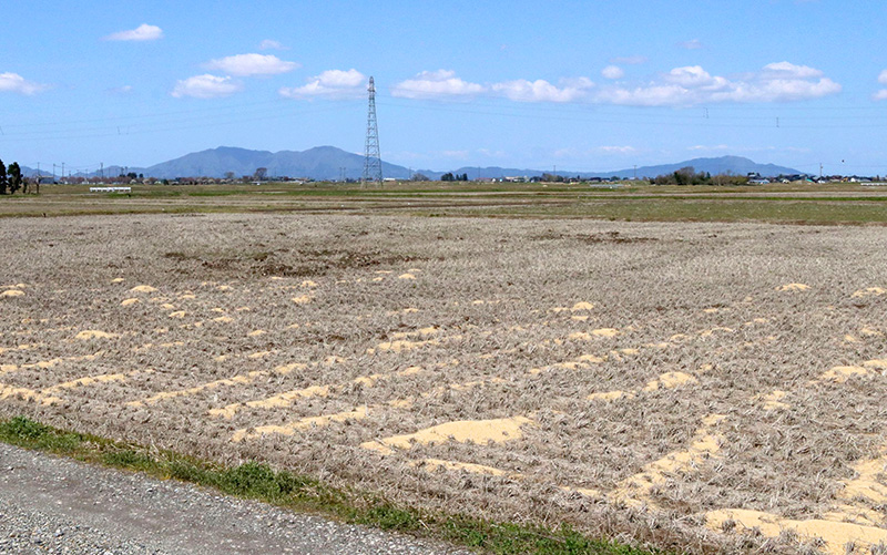 田園風景に和む　越後平野