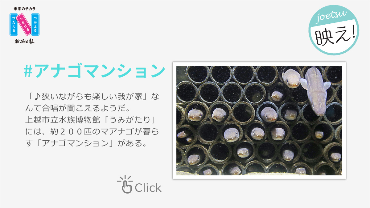 joetsu映え！#アナゴマンション