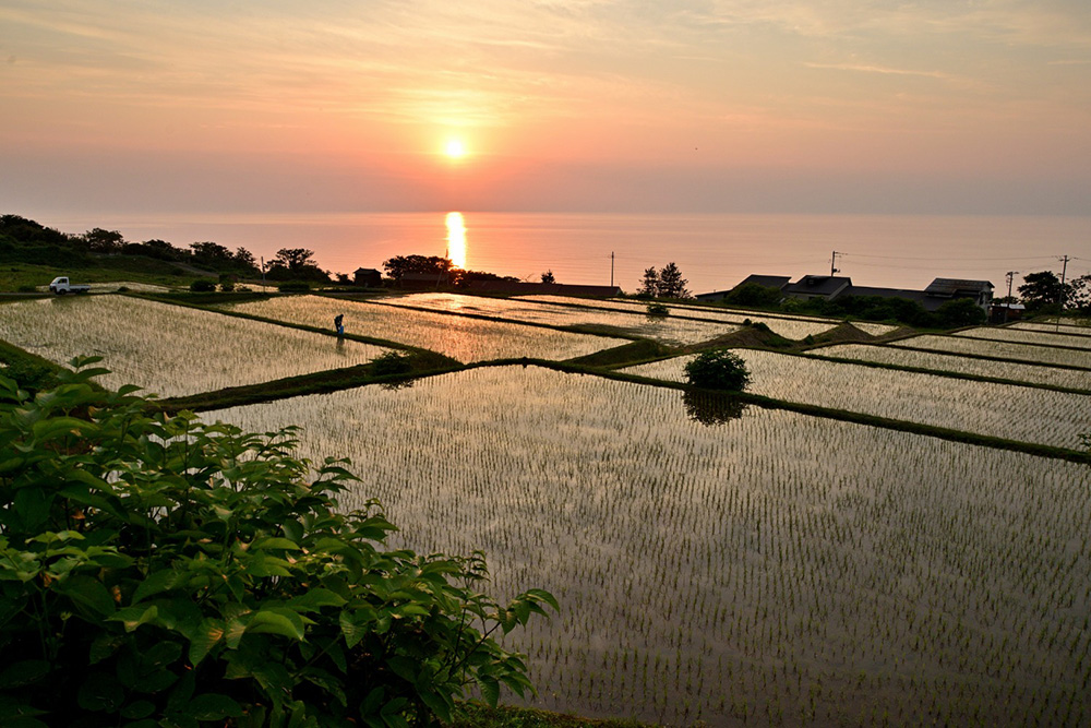 棚田夕景