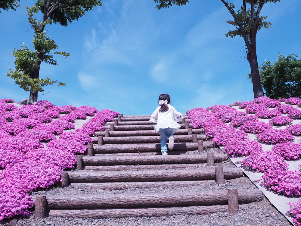 見守る芝桜