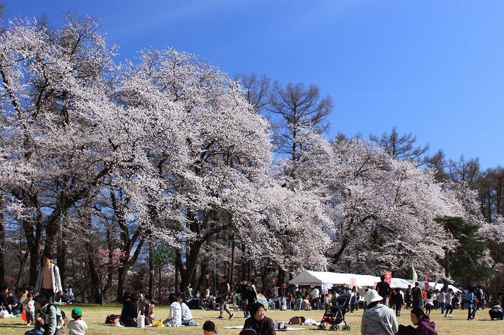 経塚山のお花見