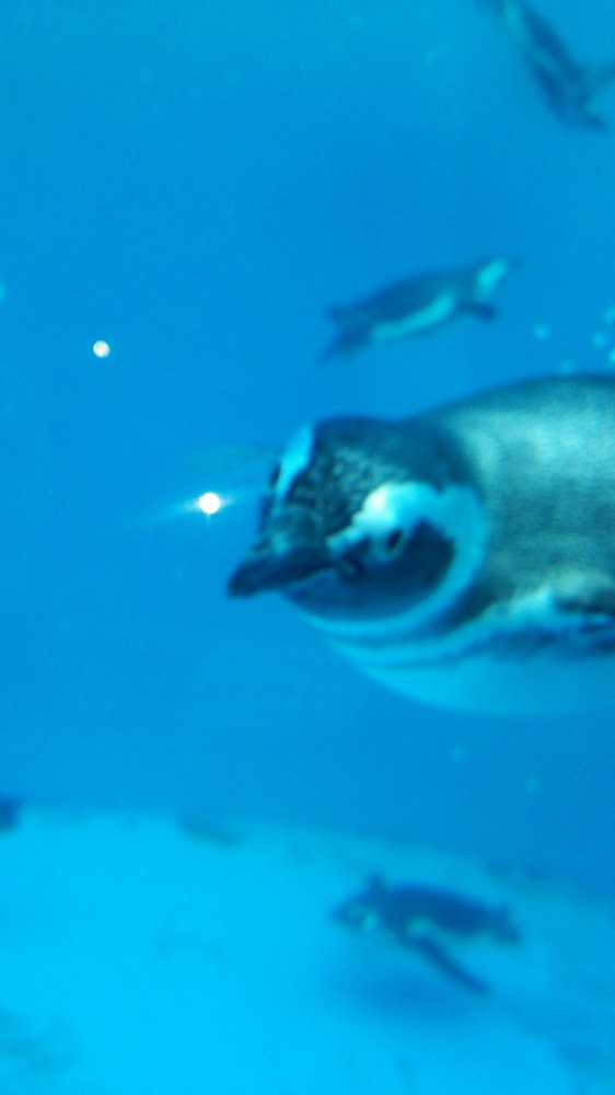 イケメンなペンギンね♫